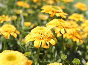 Třapatkovka nachová 'Delightful Gold' - Echinacea purpurea 'Delightful Gold'
