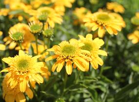 Třapatkovka nachová 'Delightful Gold' - Echinacea purpurea 'Delightful Gold'