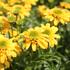 Echinacea purpurea 'Delightful Gold'.JPG
