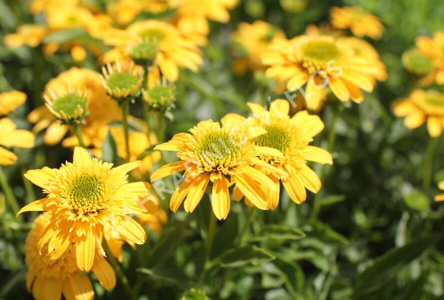 Třapatkovka nachová 'Delightful Gold' - Echinacea purpurea 'Delightful Gold'