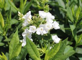 Plamenka latnatá 'Sweet Summer Compact White' - Phlox paniculata 'Sweet Summer Compact White'