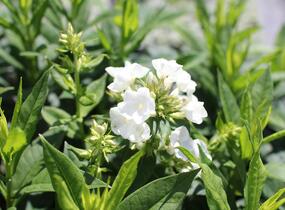Plamenka latnatá 'Sweet Summer Compact White' - Phlox paniculata 'Sweet Summer Compact White'