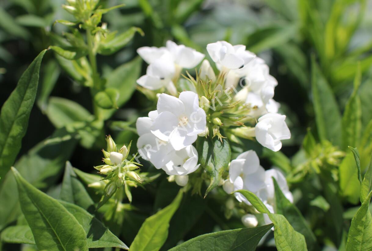 Plamenka latnatá 'Sweet Summer Compact White' - Phlox paniculata 'Sweet Summer Compact White'
