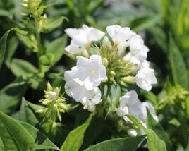 Plamenka latnatá 'Sweet Summer Compact White'
