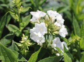 Plamenka latnatá 'Sweet Summer Compact White' - Phlox paniculata 'Sweet Summer Compact White'