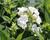 Plamenka latnatá 'Sweet Summer Compact White'