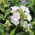 Phlox paniculata 'Sweet Summer Compact White'.JPG