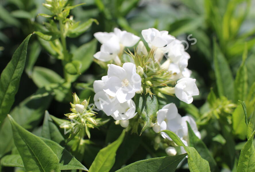 Plamenka latnatá 'Sweet Summer Compact White' - Phlox paniculata 'Sweet Summer Compact White'