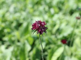Chrastavec 'Bernardii' - Knautia macedonica 'Bernardii'