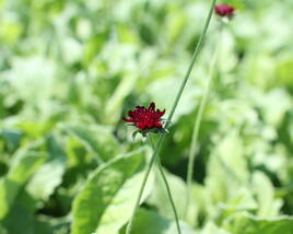 Chrastavec 'Bernardii'