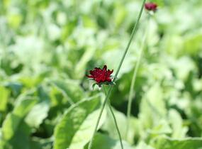 Chrastavec 'Bernardii' - Knautia macedonica 'Bernardii'