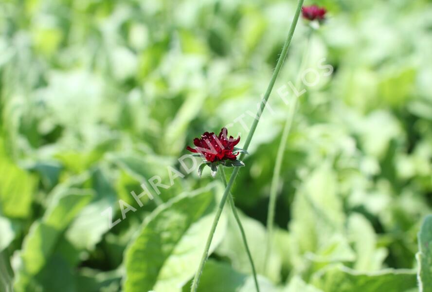 Chrastavec 'Bernardii' - Knautia macedonica 'Bernardii'