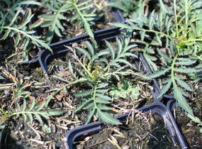Srpice - Serratula seoanei