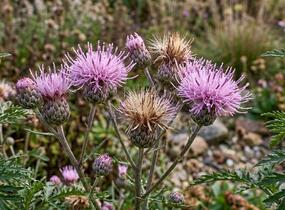 Srpice - Serratula seoanei