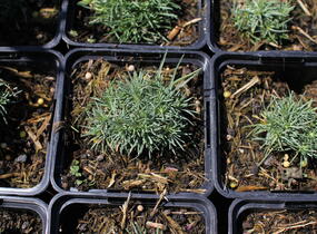 Trávnička trsnatá 'Lelekovice' - Armeria juniperifolia 'Lelekovice'