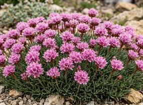 Trávnička trsnatá 'Lelekovice' - Armeria juniperifolia 'Lelekovice'