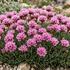 Armeria juniperifolia 'Lelekovice'.jpg