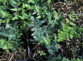 Knoflíkovka, pelaea - Pellaea atropurpurea