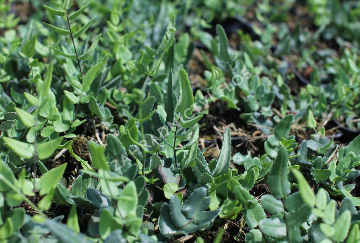 Knoflíkovka, pelaea - Pellaea atropurpurea