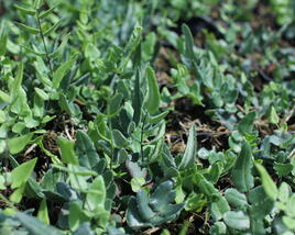Knoflíkovka, pelaea