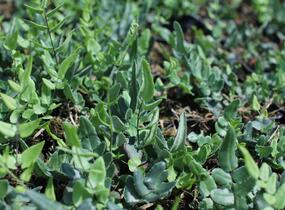 Knoflíkovka, pelaea - Pellaea atropurpurea