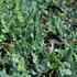 Pellaea atropurpurea_1.JPG