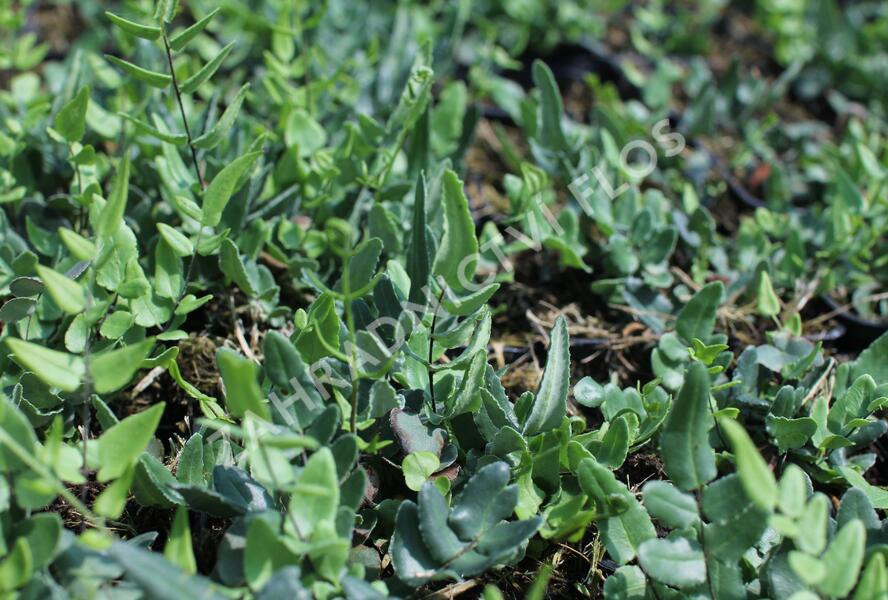 Knoflíkovka, pelaea - Pellaea atropurpurea