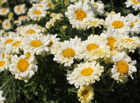 Kopretina největší 'Real Dream' - Leucanthemum maximum 'Real Dream'