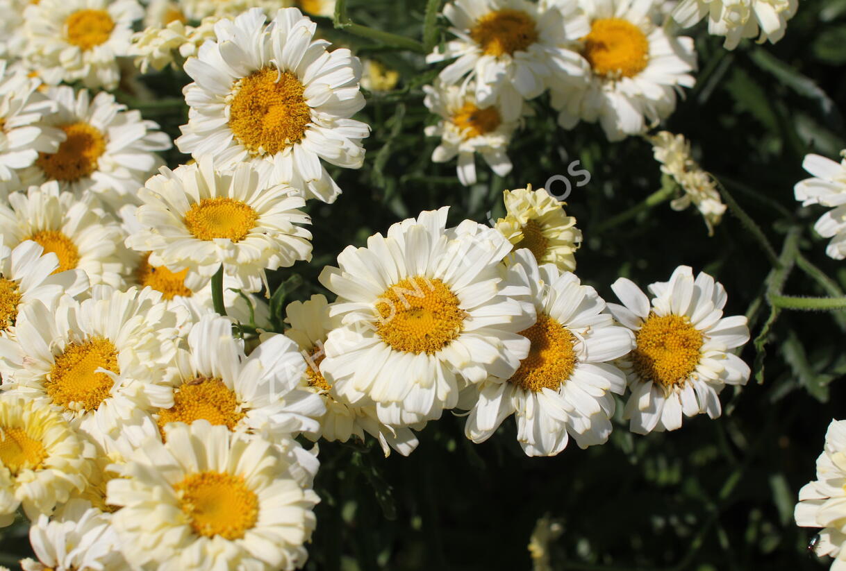 Kopretina největší 'Real Dream' - Leucanthemum maximum 'Real Dream'