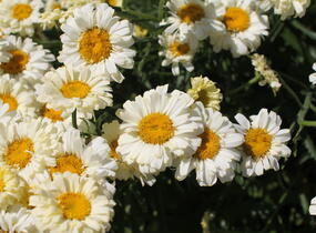 Kopretina největší 'Real Dream' - Leucanthemum maximum 'Real Dream'