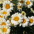 Leucanthemum maximum 'Real Dream'.JPG