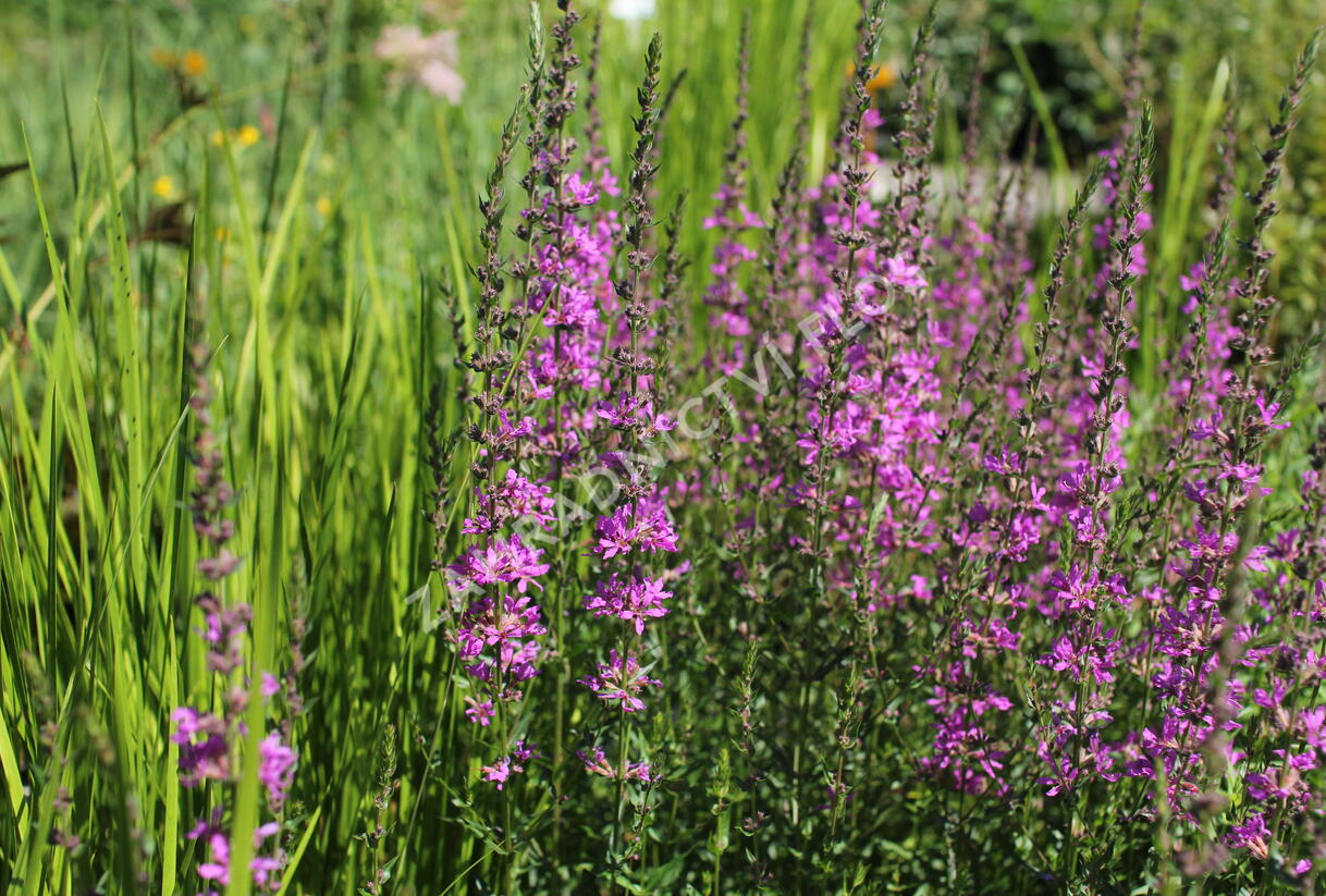 Kyprej prutnatý 'Dropmore Purple' - Lythrum virgatum 'Dropmore Purple'