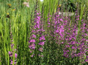 Kyprej prutnatý 'Dropmore Purple' - Lythrum virgatum 'Dropmore Purple'