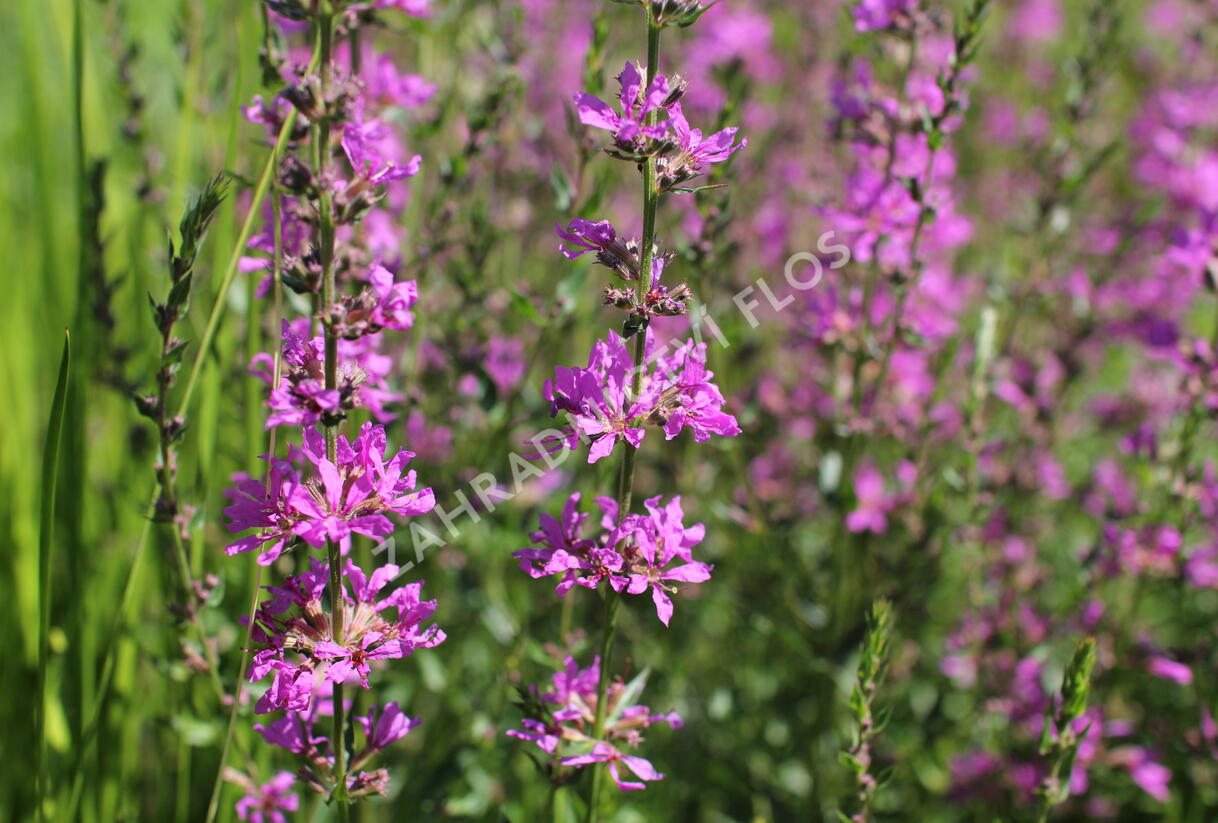 Kyprej prutnatý 'Dropmore Purple' - Lythrum virgatum 'Dropmore Purple'