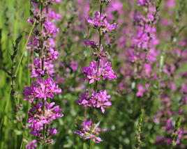 Kyprej prutnatý 'Dropmore Purple'
