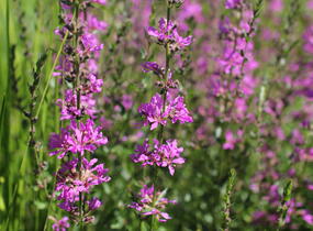 Kyprej prutnatý 'Dropmore Purple' - Lythrum virgatum 'Dropmore Purple'