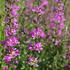Lythrum virgatum 'Dropmore Purple'.JPG