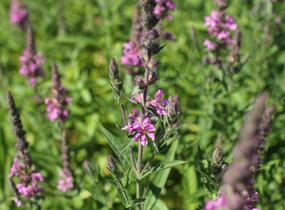 Kyprej vrbice 'Morden Pink' - Lythrum salicaria 'Morden Pink'