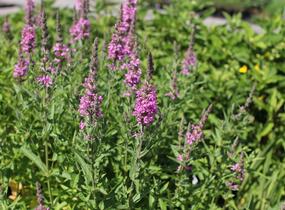 Kyprej vrbice 'Morden Pink' - Lythrum salicaria 'Morden Pink'