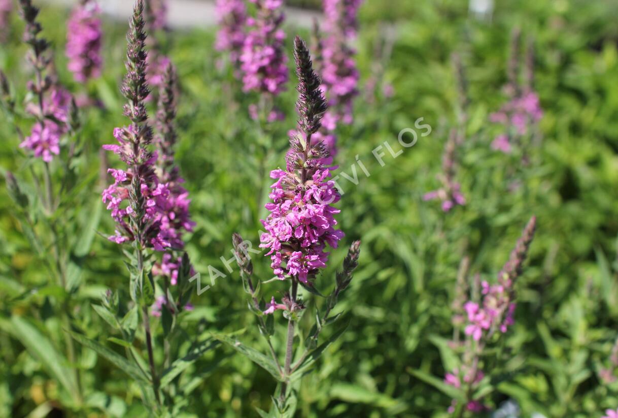 Kyprej vrbice 'Morden Pink' - Lythrum salicaria 'Morden Pink'