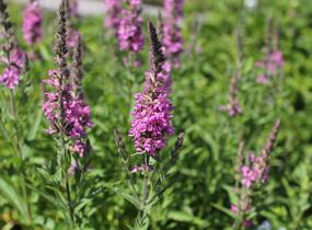 Kyprej vrbice 'Morden Pink' - Lythrum salicaria 'Morden Pink'