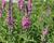 Kyprej vrbice 'Morden Pink'