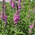 Lythrum salicaria 'Morden Pink'.JPG