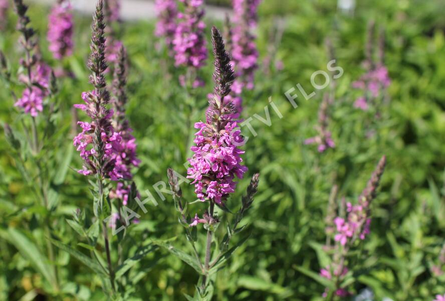 Kyprej vrbice 'Morden Pink' - Lythrum salicaria 'Morden Pink'