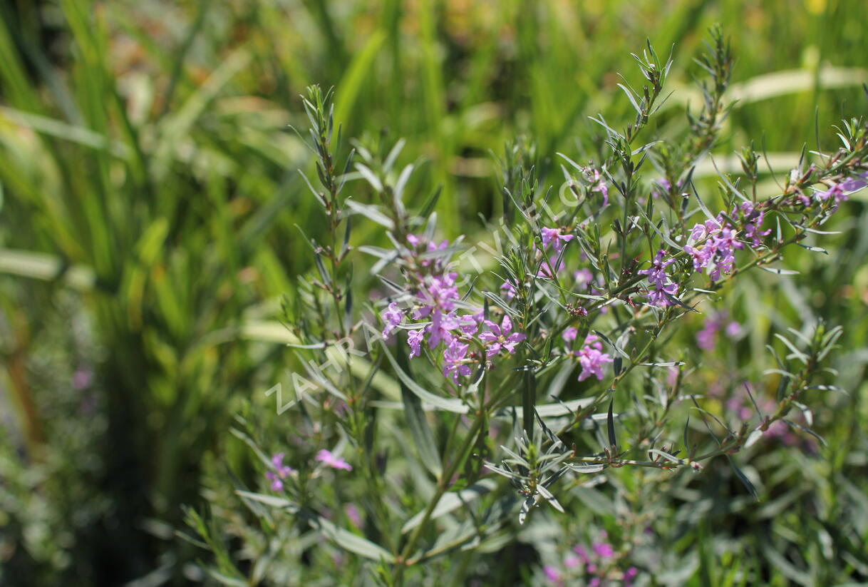 Kyprej prutnatý - Lythrum virgatum
