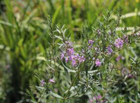 Kyprej prutnatý - Lythrum virgatum