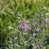 Lythrum virgatum.JPG
