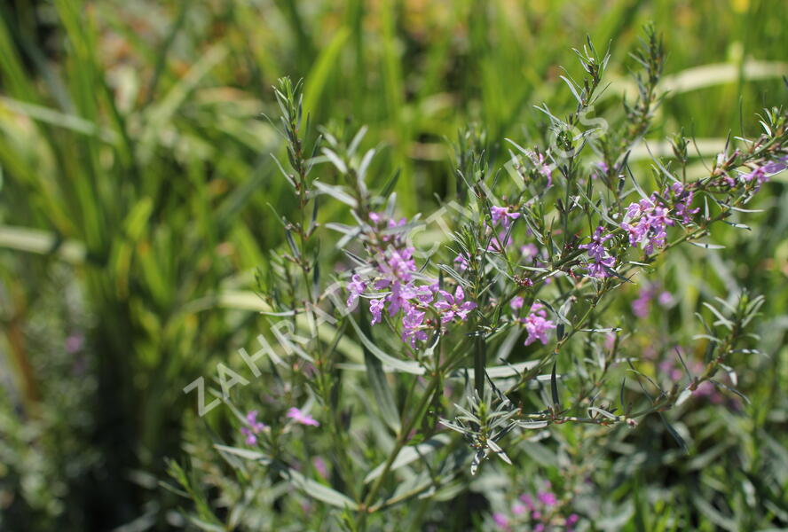 Kyprej prutnatý - Lythrum virgatum