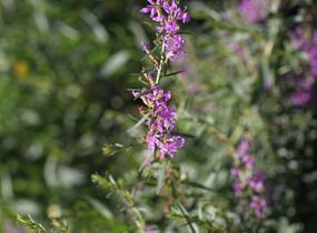 Kyprej prutnatý - Lythrum virgatum
