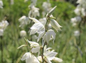 Juka vláknitá 'Bright Edge' - Yucca filamentosa 'Bright Edge'